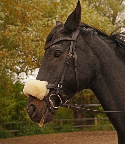 Training met het Beierse zwarte paard Baveria op een rijbak in de herfst
