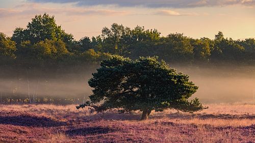 Gasterse Duinen in bloom by Henk Meijer Photography