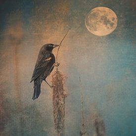 Ede Sartori profielfoto