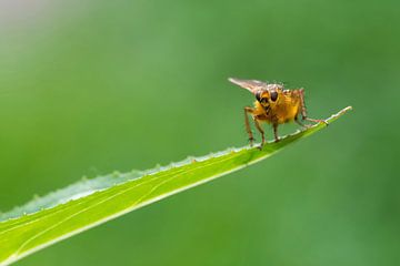 immer schön lächeln von Petra Vastenburg