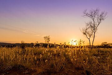 Sunrise in Kings Canyon - Australia by Troy Wegman