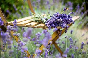 Lavendel im Sommer