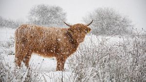 Schottischer Highlander im Schneeregen