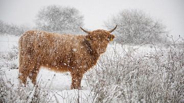 Scottish Highlander in a snow shower by Ans Bastiaanssen