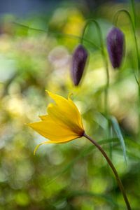 Waldlilie und Kiebitzblumen