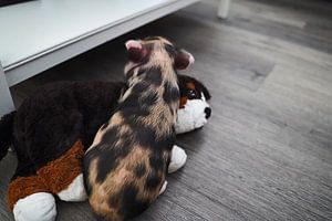 geschecktes Minischweinchen in Handaufzucht
