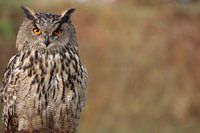 Tough owl