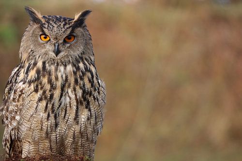 Hartgesottene Eule