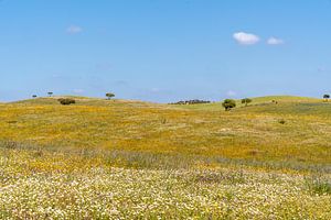 Vallée florale en Algarve