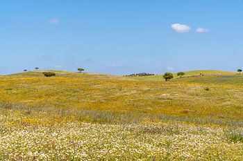 Bloemenvallei in de Algarve | bloemen | lente | groen
