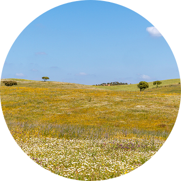 Bloemenvallei in de Algarve | bloemen | lente | groen