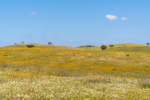 Bloemenvallei in de Algarve | bloemen | lente | groen
