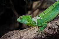 Green lizard