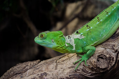 Lézard vert