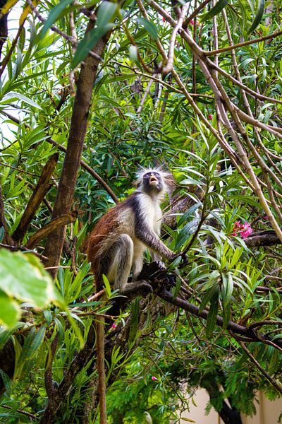 Zanzibar Red Colobus Monkey by Lisette van Leeuwen