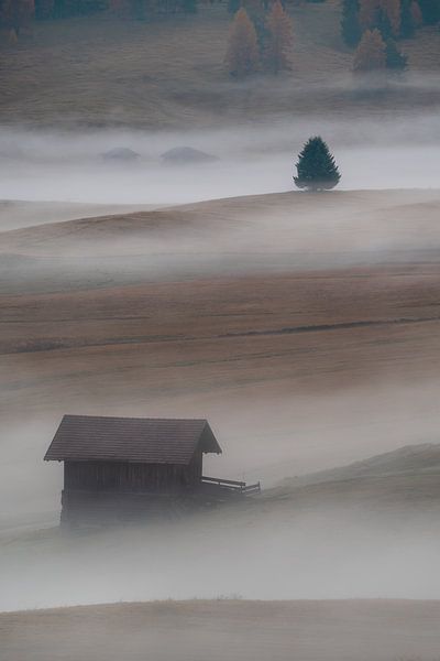Foggy morning von Markus Albert