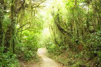 Cloud forest