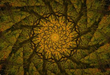Kaléidoscope d'un chêne
