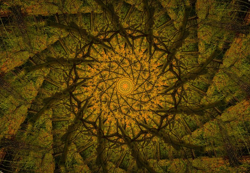 Kaleidoscoop van een eikenboom van René van der Horst