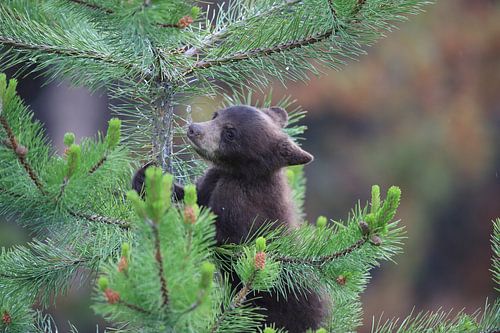 Ours noir dans le parc national de Banff, Alberta, Canada