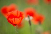 Dreamy poppies by Anita Loos thumbnail