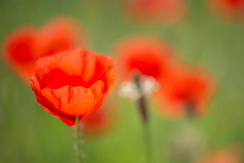 Dreamy poppies by Anita Loos
