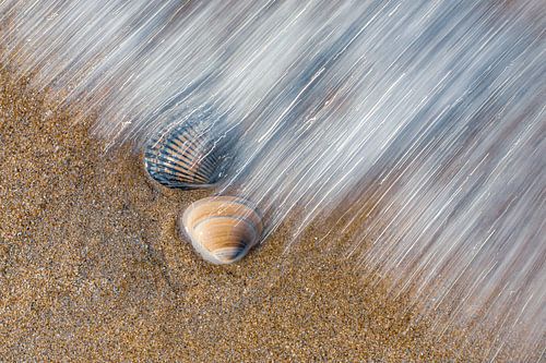 Strand Noordwijk. Schelpen in de Branding