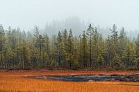 Finnish forest.