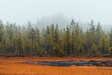 La forêt finlandaise. sur Axel Weidner