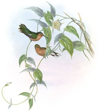 Buff-breasted leucippus, John Gould van Hummingbirds