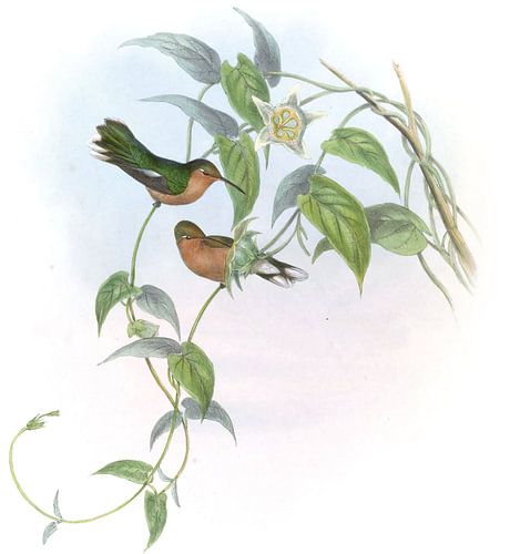 Leucippus Buff-Breast, John Gould