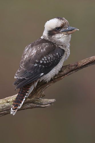 Kookaburra (Dacelo novaeguineae)
