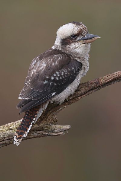 Kookaburra (Dacelo novaeguineae) von Ronald Pol