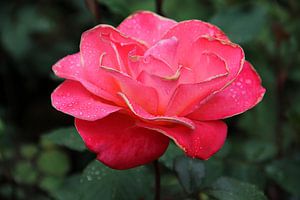 Die Rose von Cornelis (Cees) Cornelissen