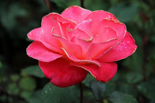 The Rose