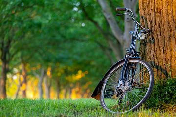 Vélo sur Ben Deiman