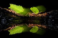 Blattschneider Ameisen, die durch den Dschungel gehen. von AGAMI Photo Agency Miniaturansicht
