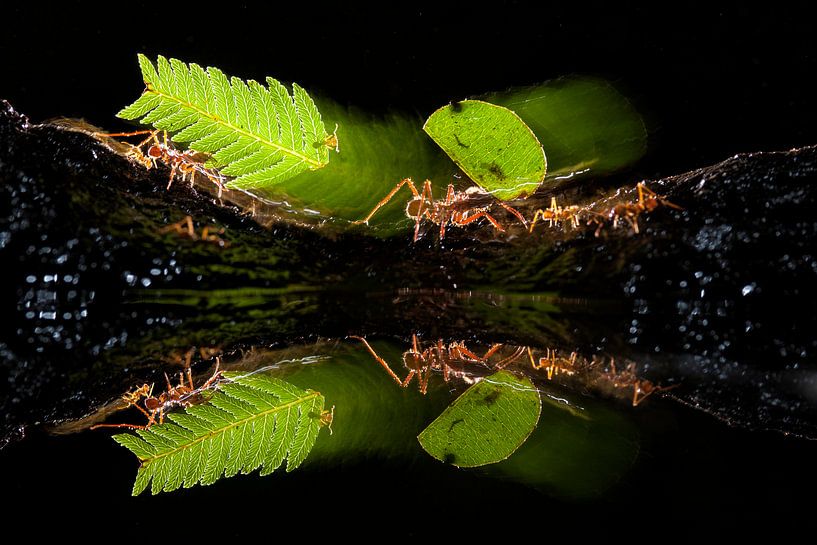 Blattschneider Ameisen, die durch den Dschungel gehen. von AGAMI Photo Agency
