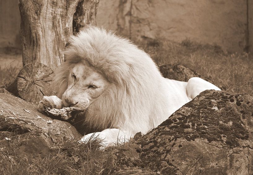 White lion in sepia. by Jose Lok