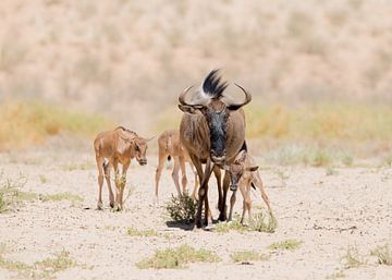 The heat is on! by Robert Kok