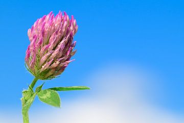 Pluk de Dag! Close up van een rode klaver bloem op een zonnige dag van Annette Hagemeijer
