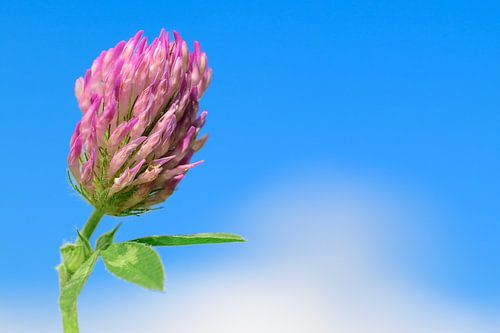 Wählen Sie den Tag! Nahaufnahme einer Rotkleeblüte an einem sonnigen Tag