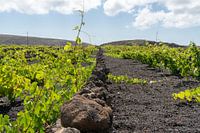 Wijndruiven in Lanzarote