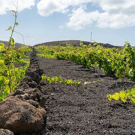 Wine grapes in Lanzarote sur Andrew Chang