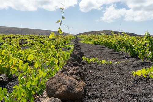 Weintrauben auf Lanzarote von Andrew Chang