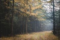 Natuur in Nederland, mistige ochtend.