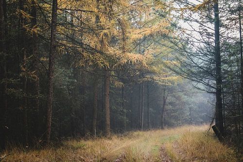 Nature in the Netherlands.