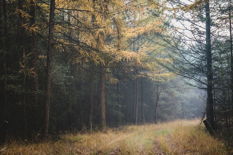 Nature in the Netherlands. by Newearthvisuals
