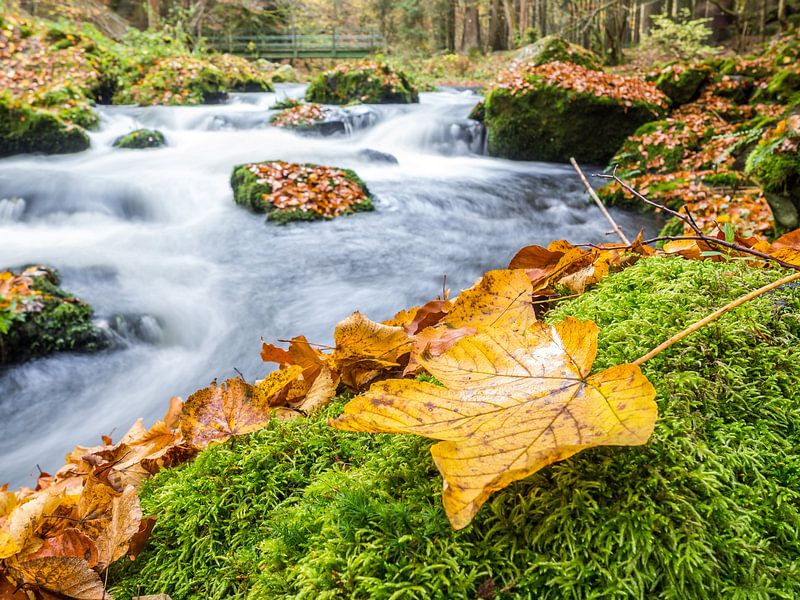 Blatt an einem Fluss im Herbst von Animaflora PicsStock