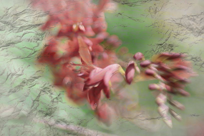 Montbretia par Raymond Schoofs